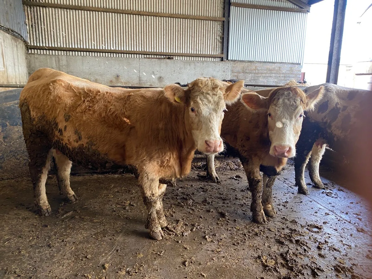 Springing heifers. EXPORT TESTED - Image 3