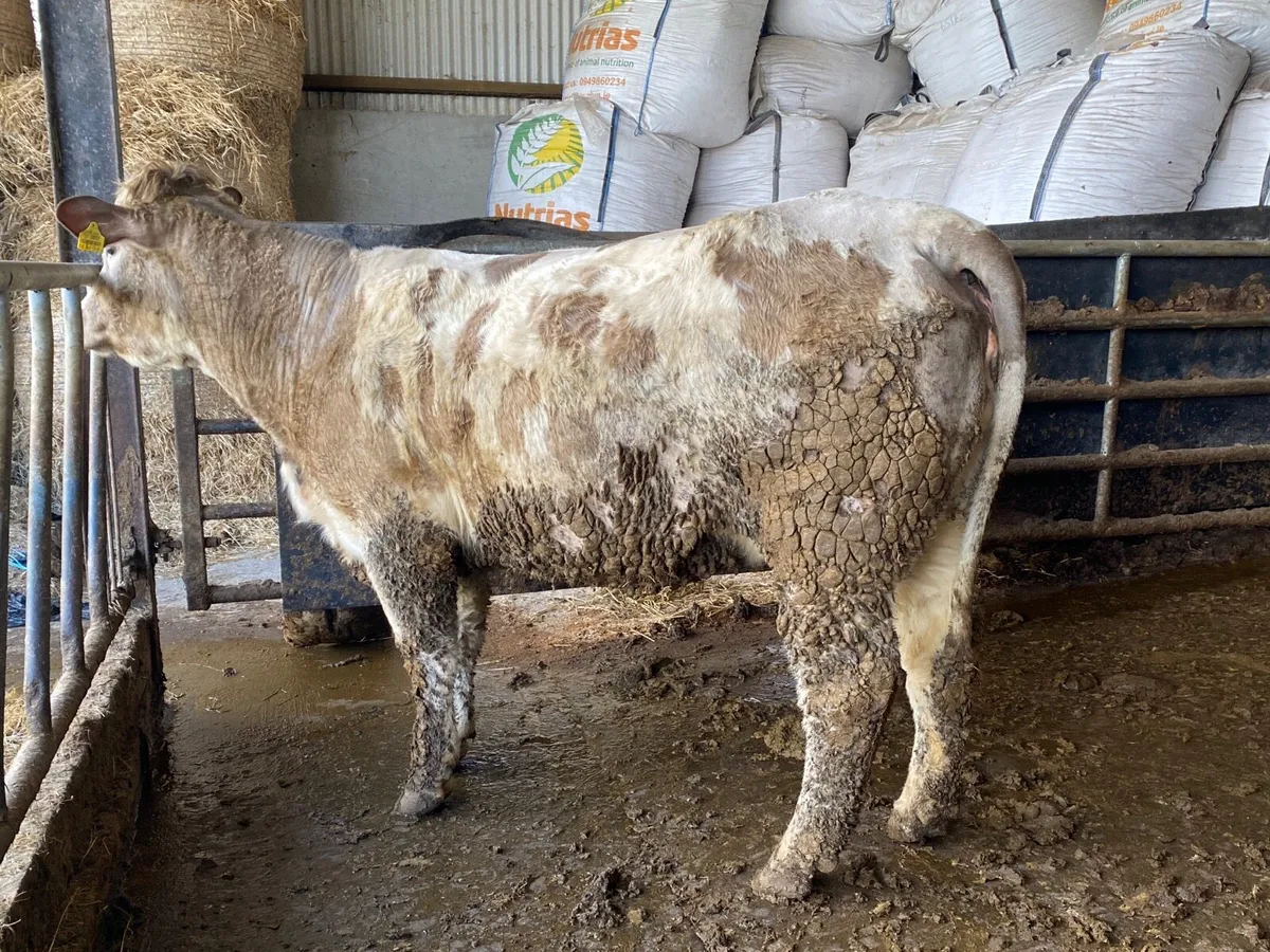 Springing heifers. EXPORT TESTED - Image 4