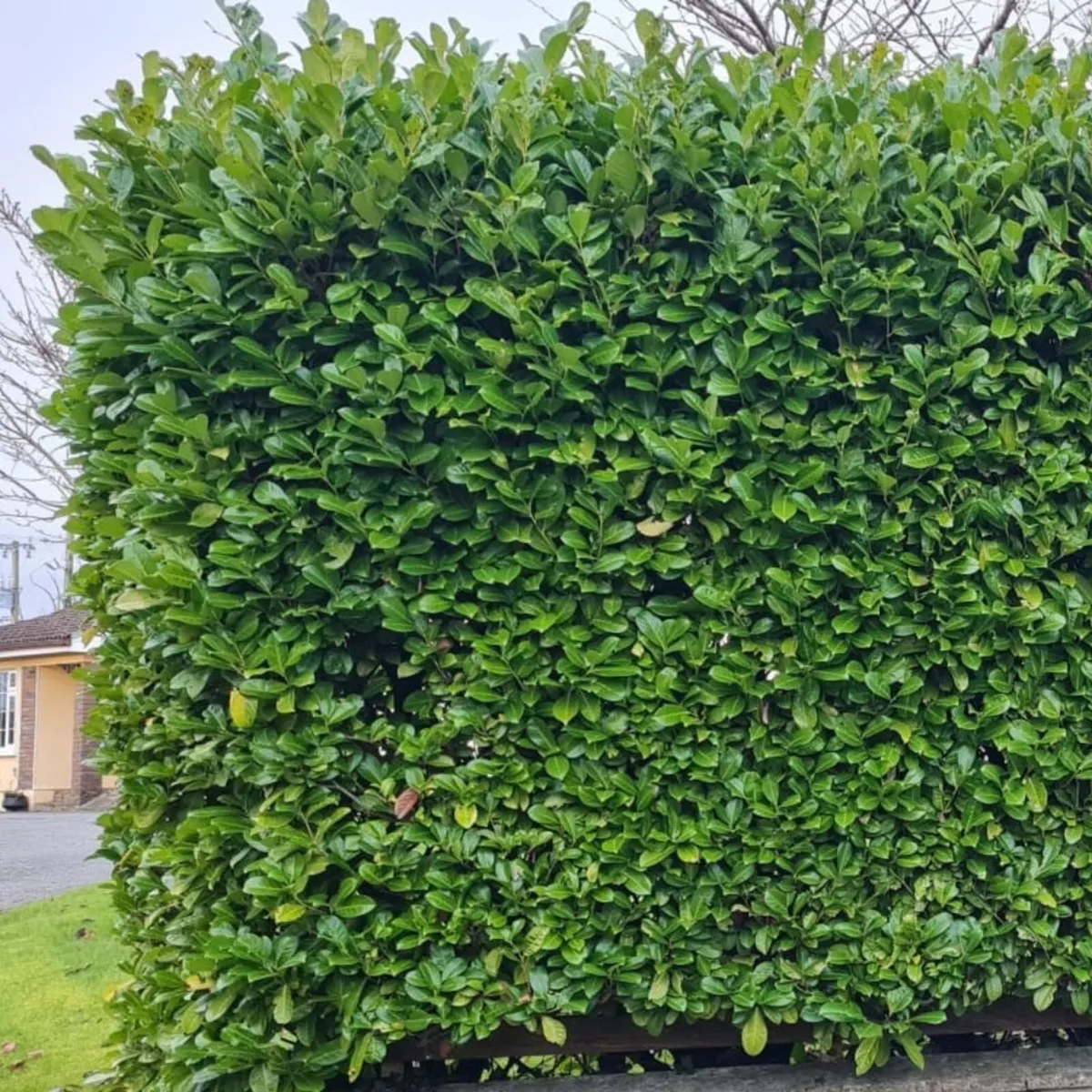 Laurel & Beech Hedging 4-7ft | €10 | SE Ireland - Image 4