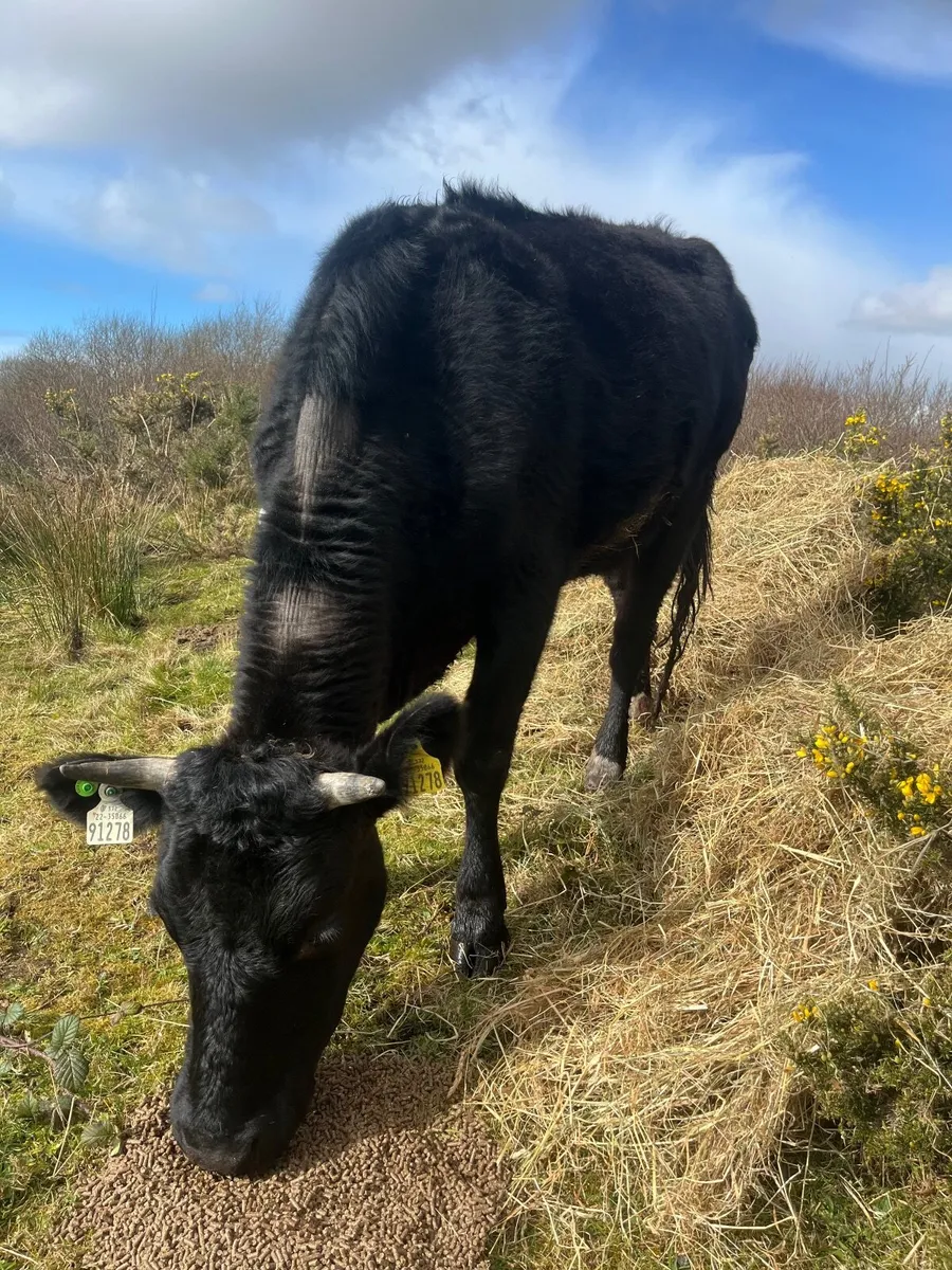 Second calver time up aipril - Image 1