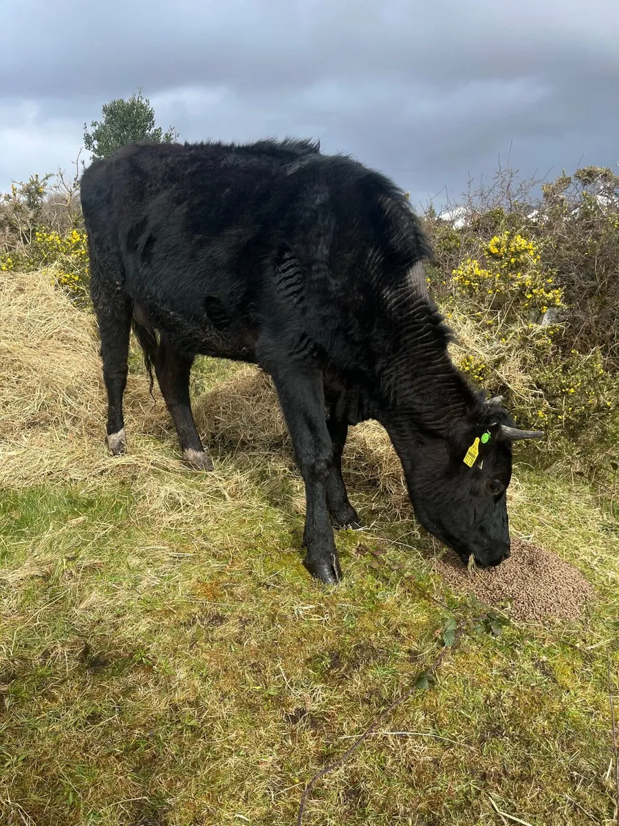 Second calver time up aipril - Image 3