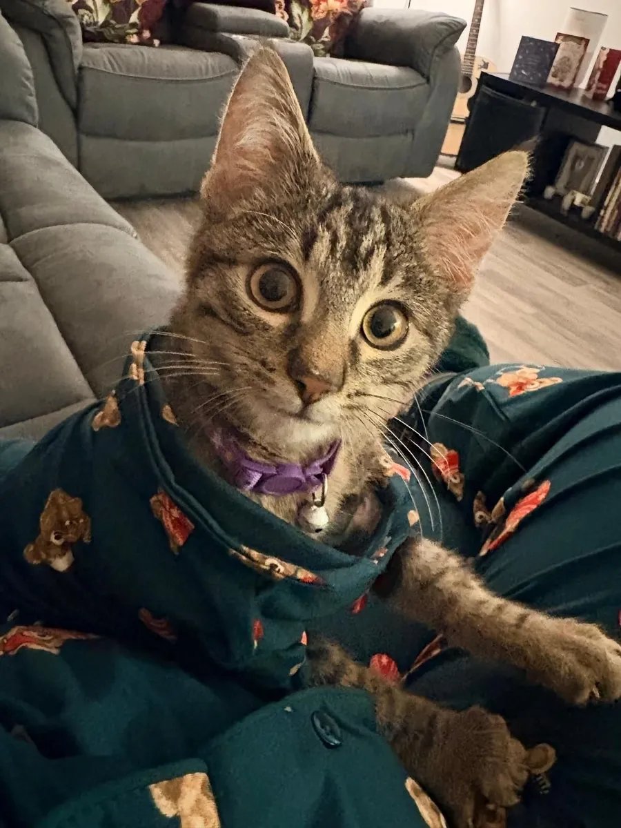 Maine coon and Maine coon mix - Image 2