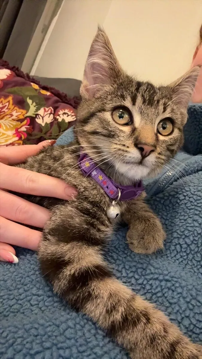 Maine coon and Maine coon mix - Image 3