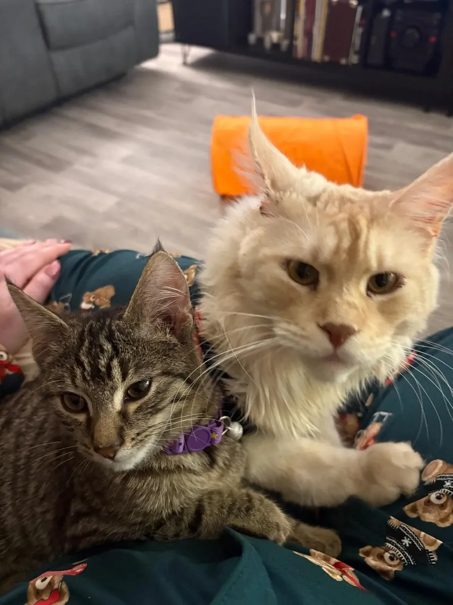 Maine coon and Maine coon mix - Image 4