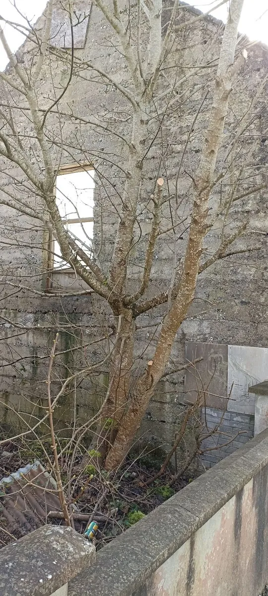 Old Grain Store - Image 3