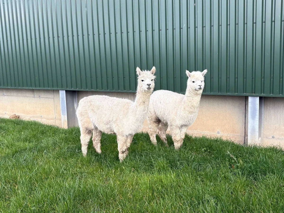Two Female Alpacas - Image 1