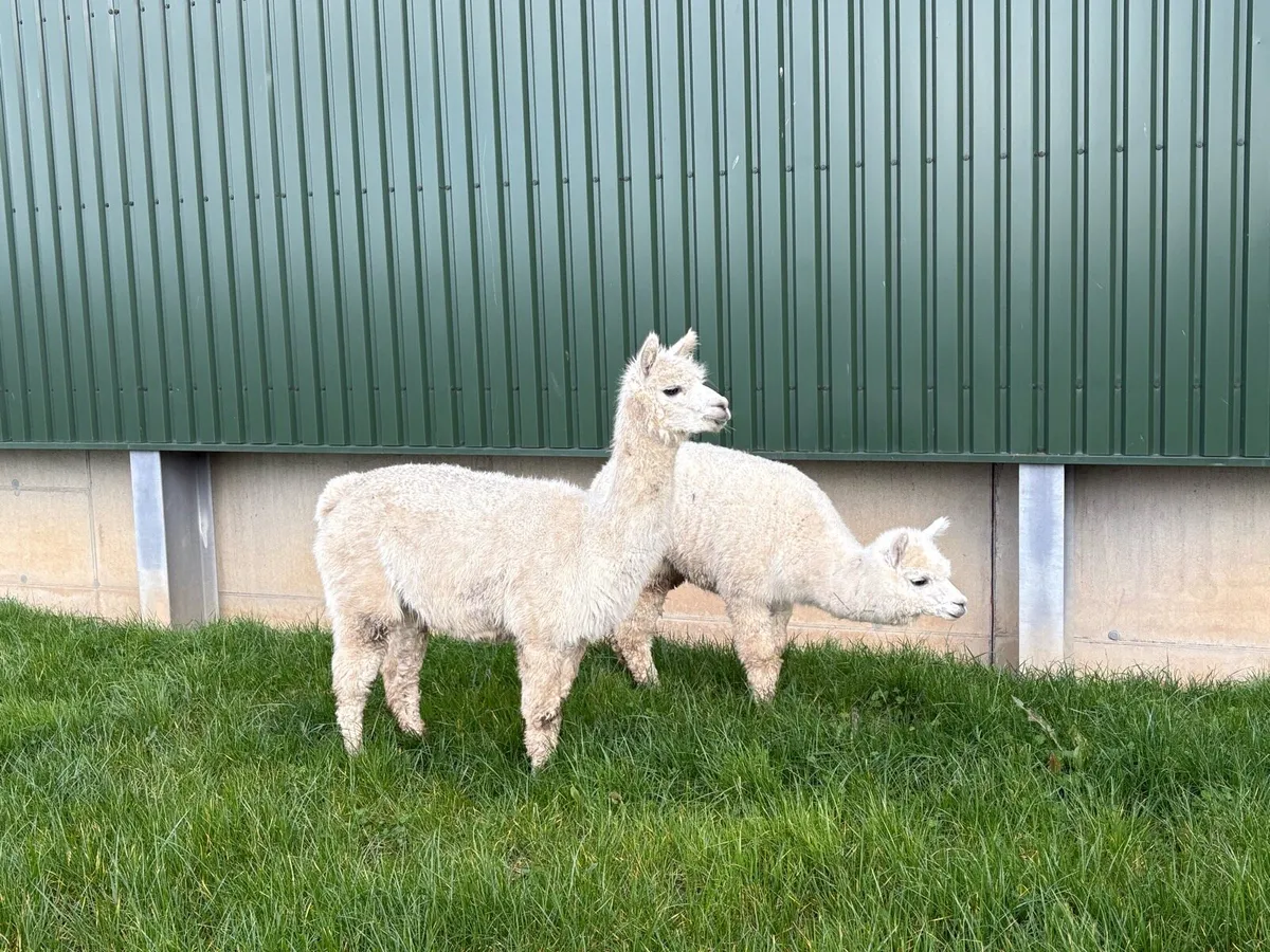 Two Female Alpacas - Image 2