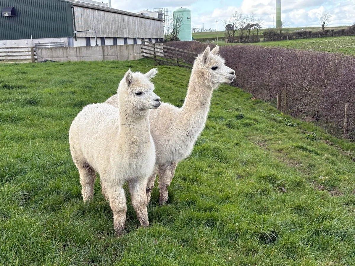 Two Female Alpacas - Image 3