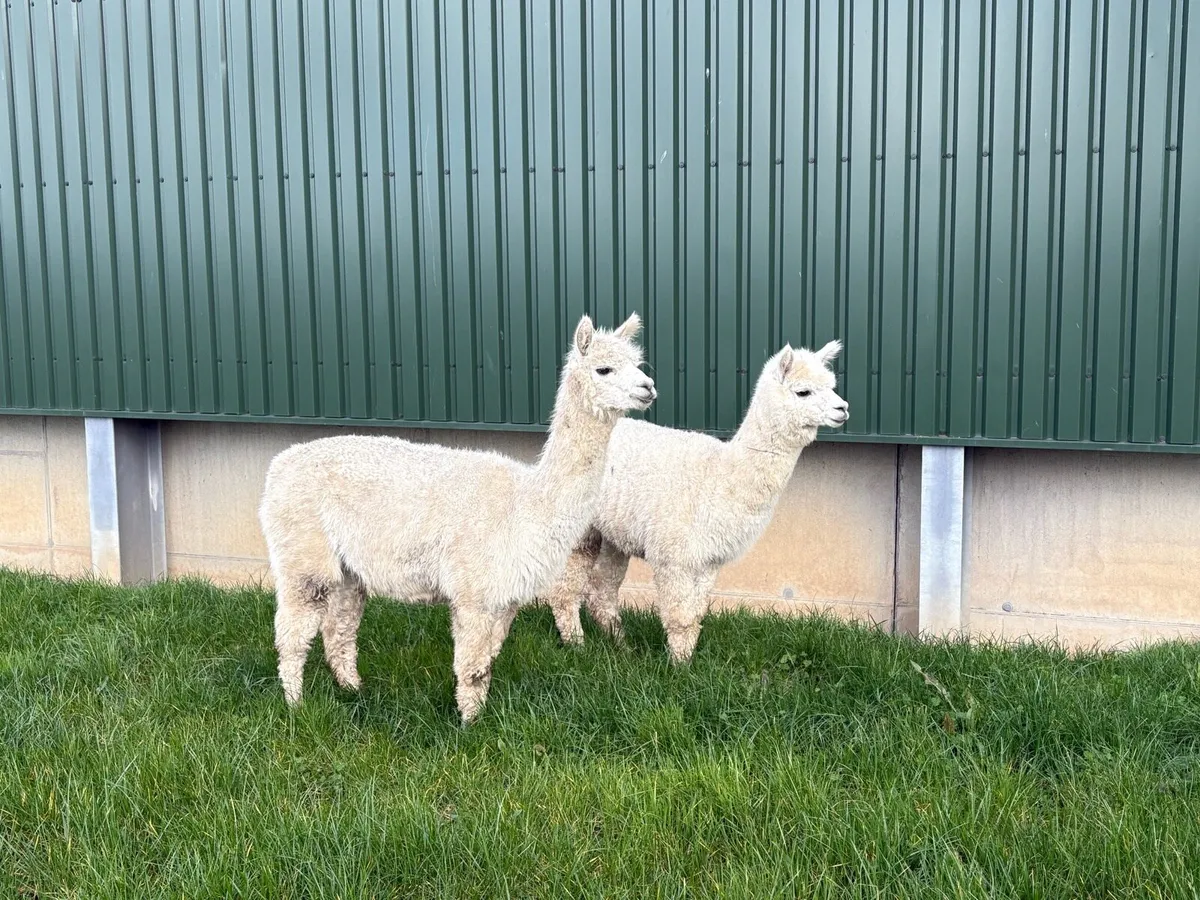 Two Female Alpacas - Image 4
