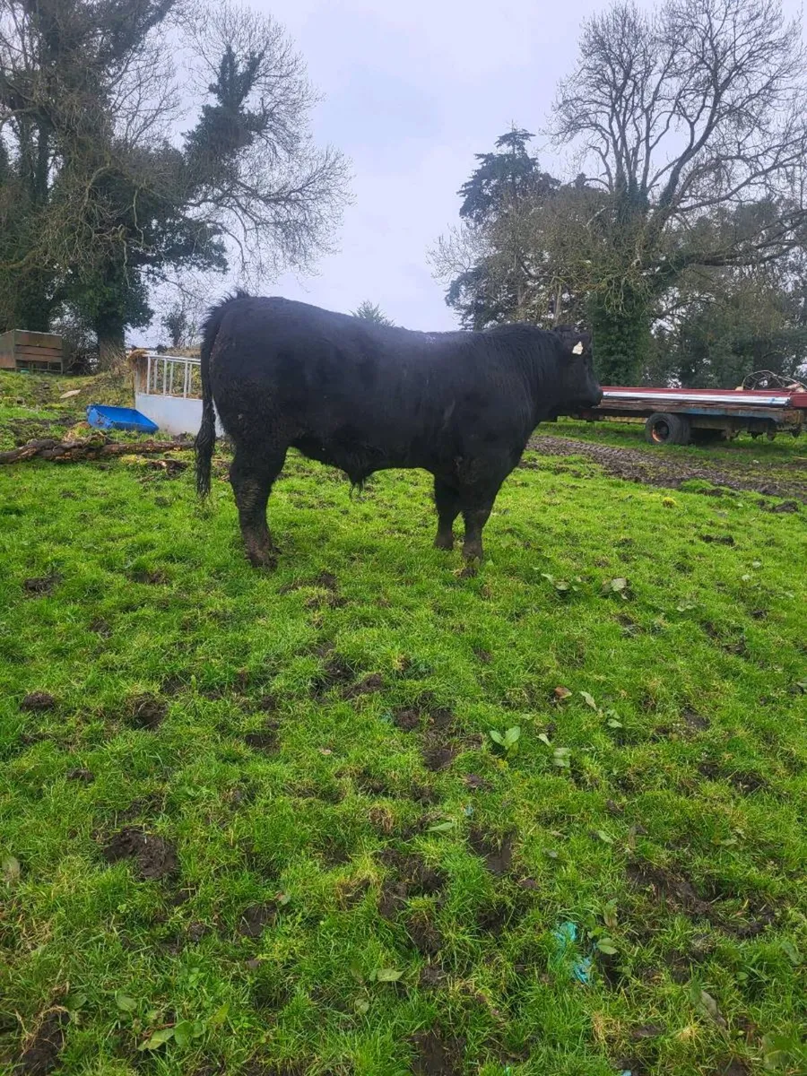 Pbr AA bulls⭐️⭐️⭐️⭐️⭐️ - Image 2