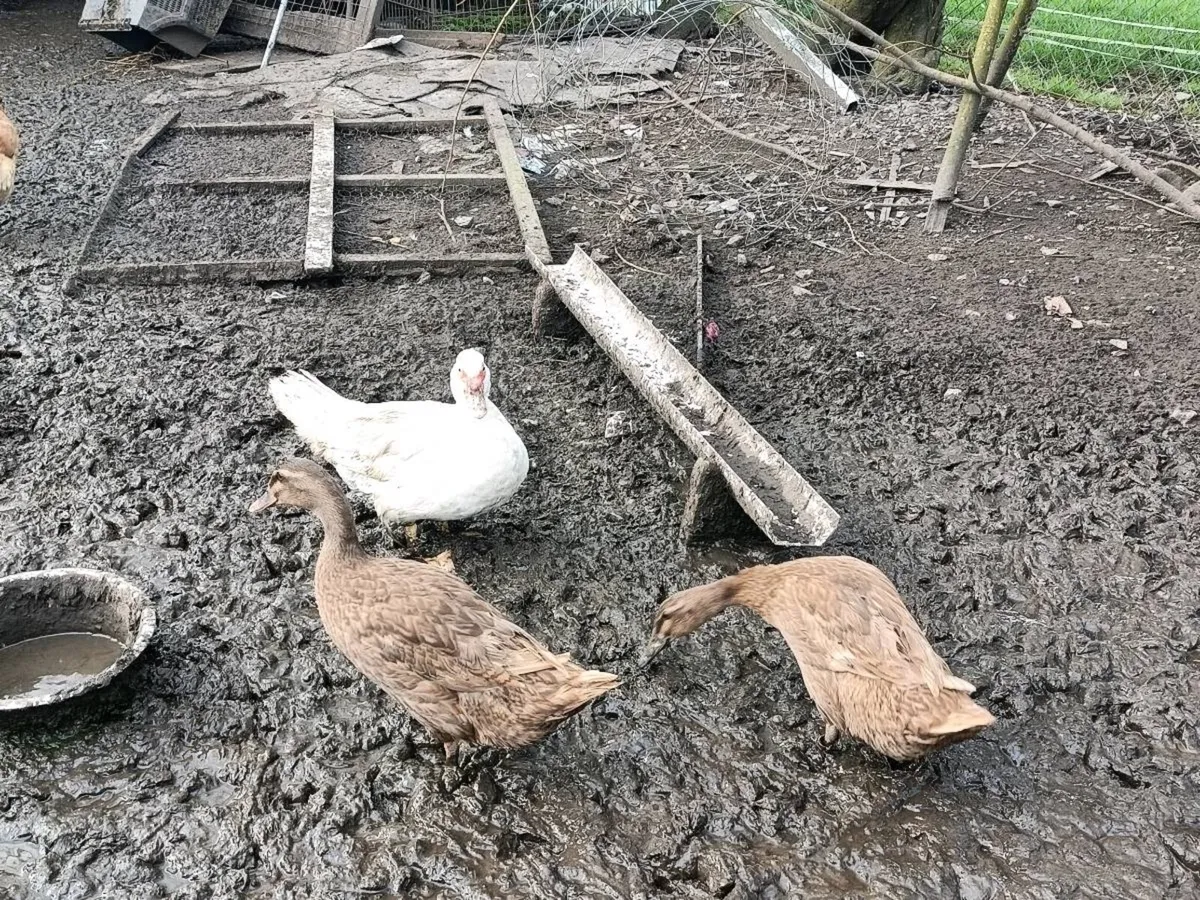 Laying hens and ducks - Image 1