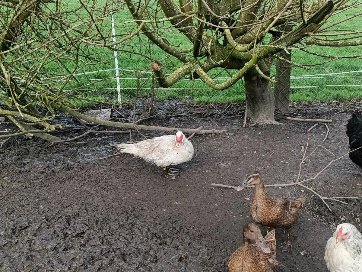 Laying hens and ducks - Image 2