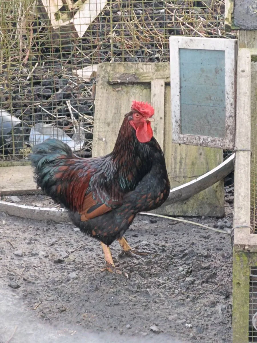 Laying hens and ducks - Image 3