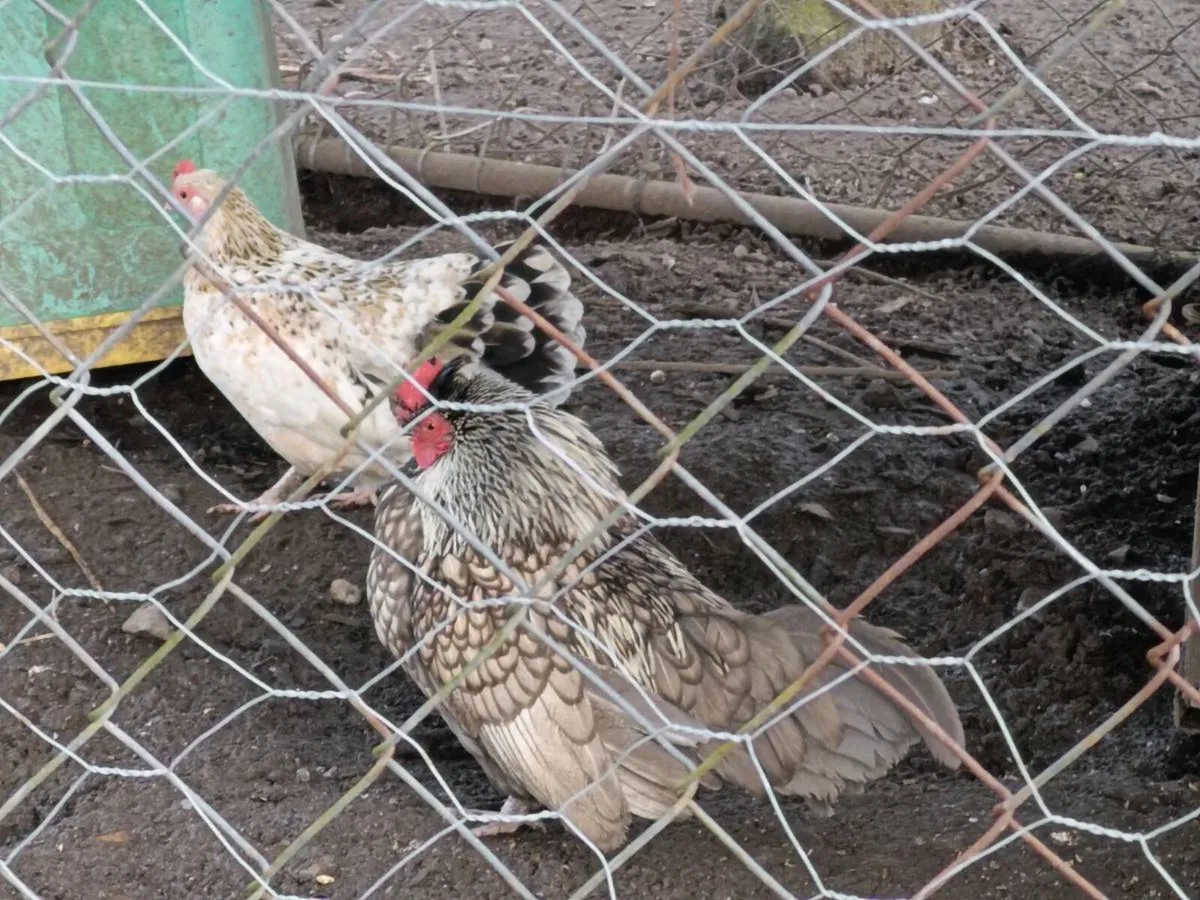 Laying hens and ducks - Image 4