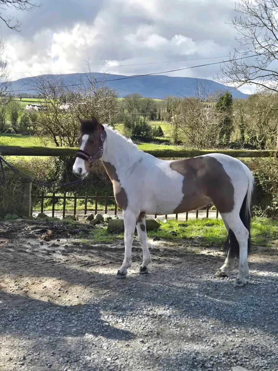 128 cm pony - Image 2