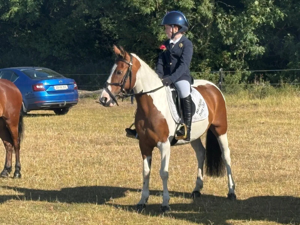 128 cm pony - Image 1