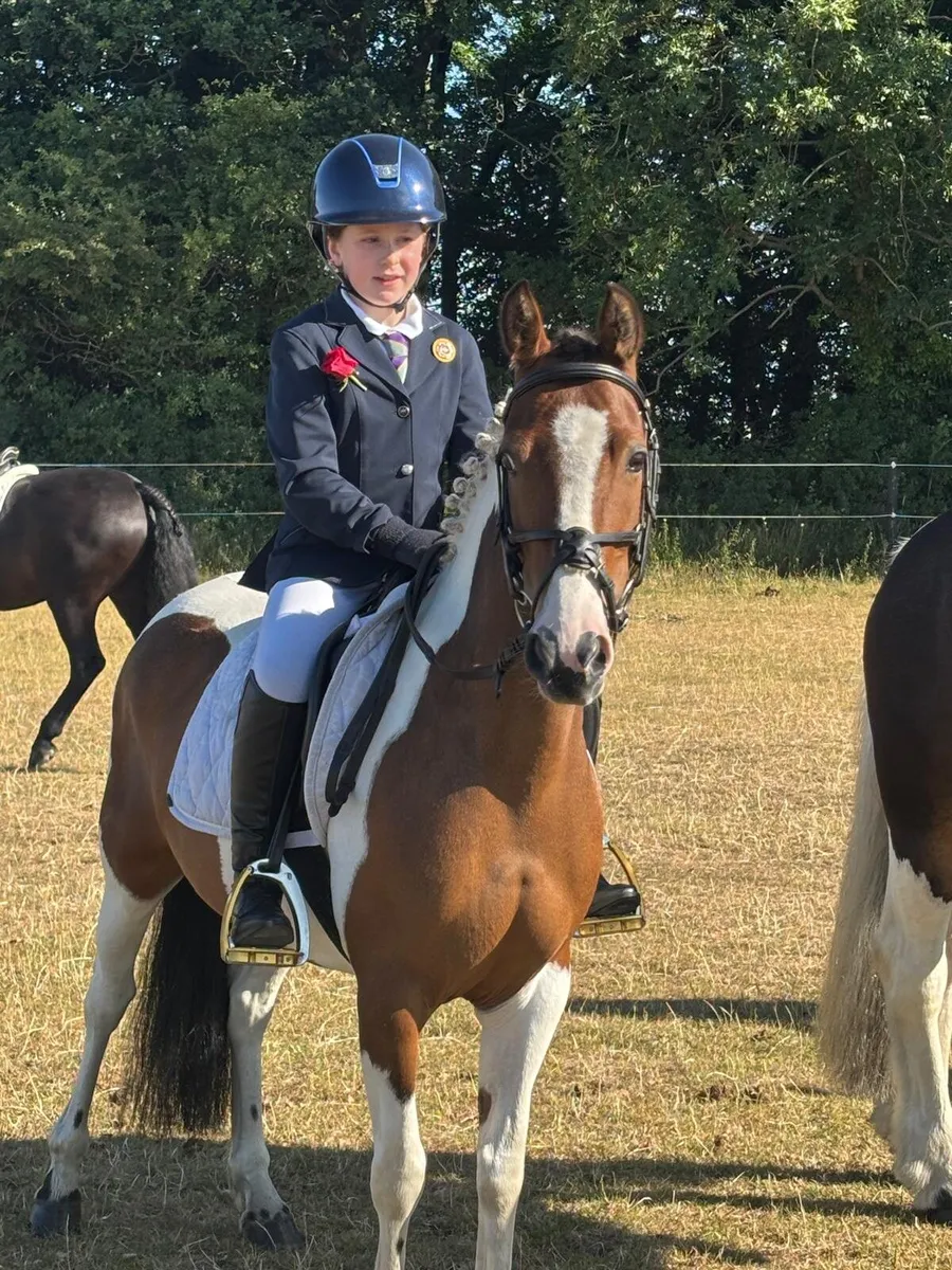 128 cm pony - Image 4