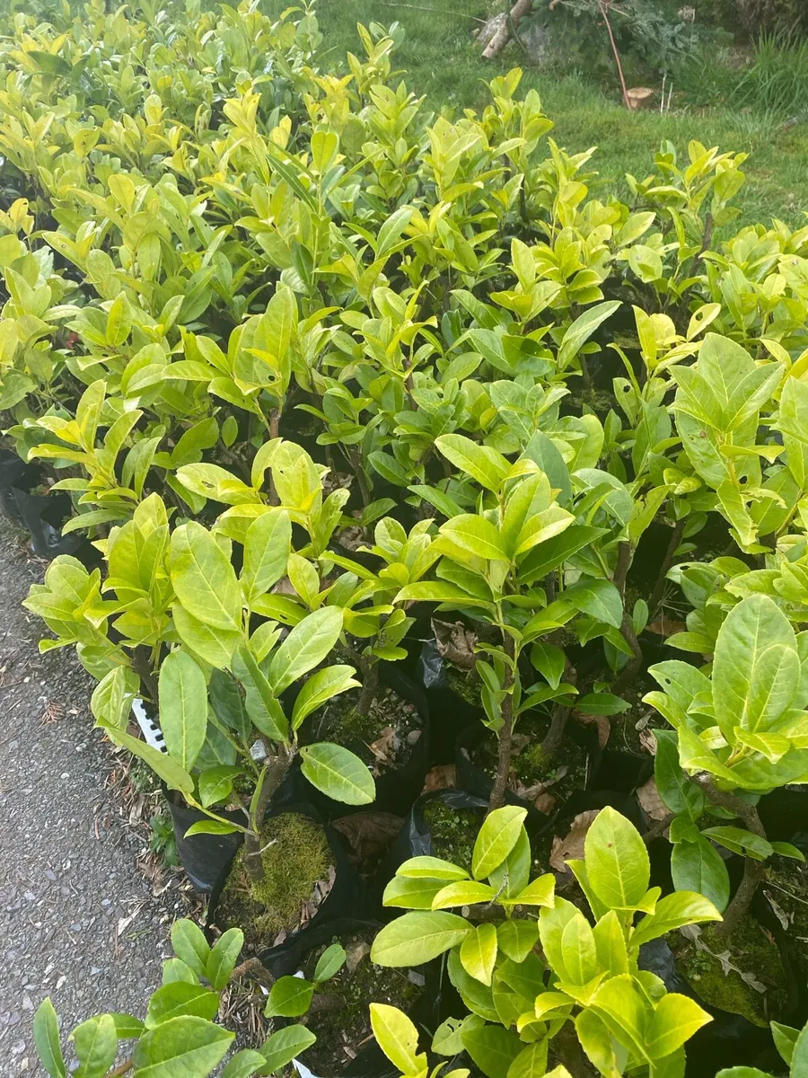 Laurel Hedging in Pots - Image 1