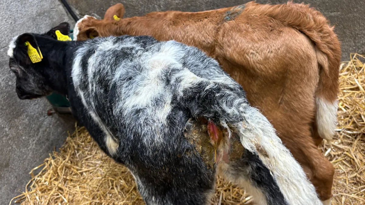 2 Continental Heifer Calves - Image 2