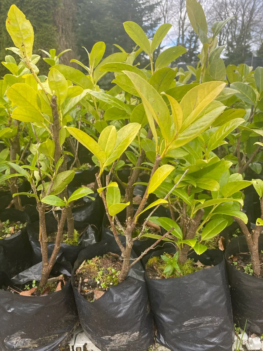 Laurel Hedging in Pots - Image 2