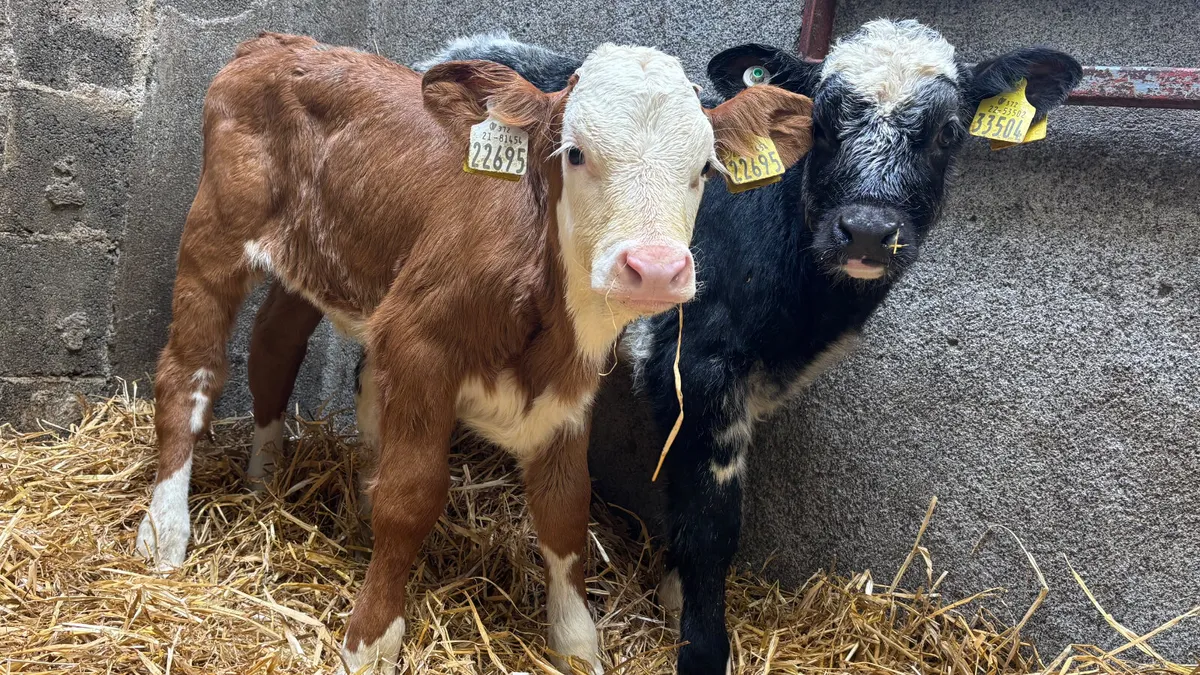 2 Continental Heifer Calves - Image 3