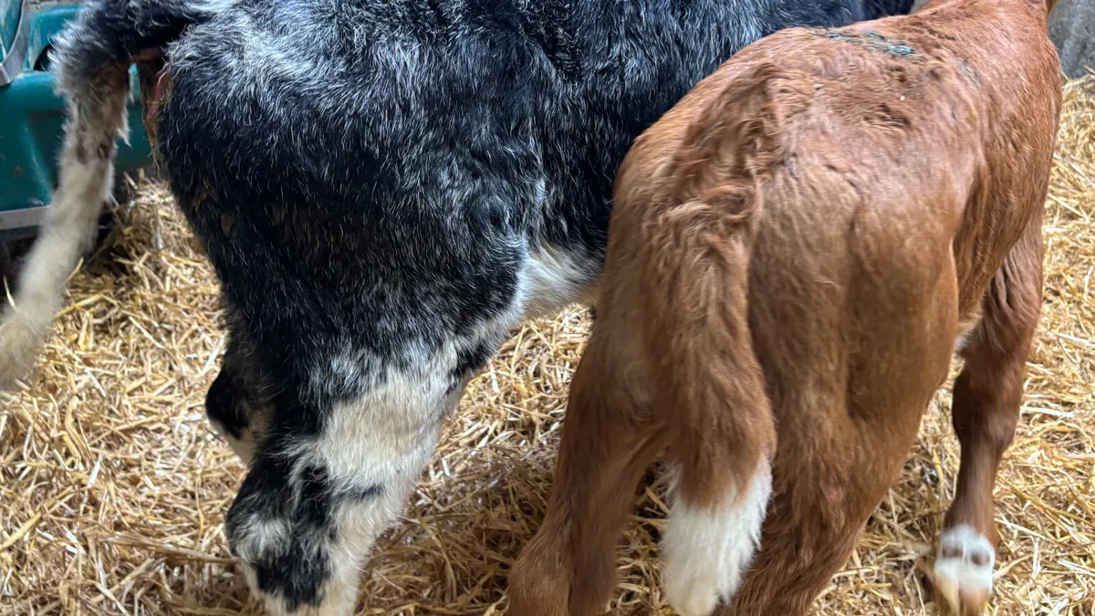 2 Continental Heifer Calves - Image 4