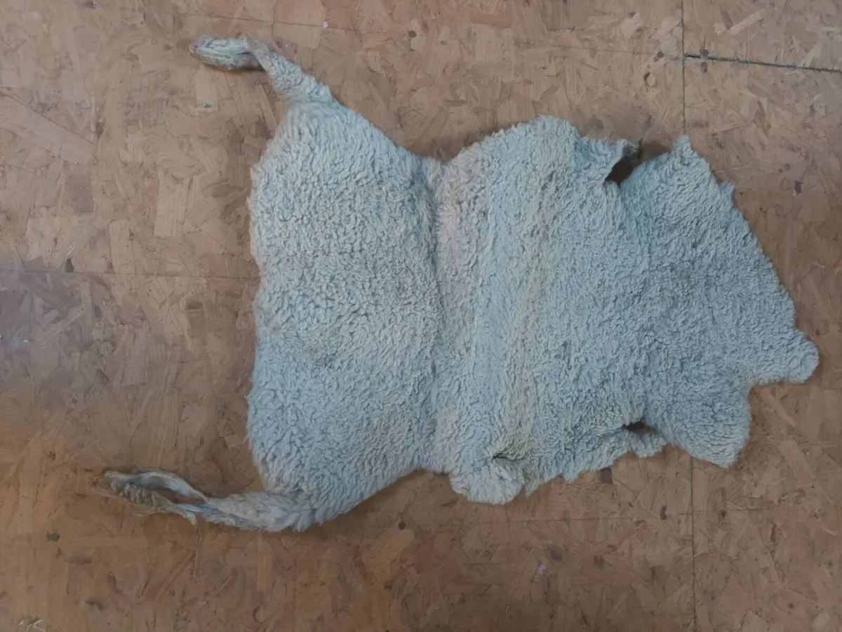 Sheep skin floor cover - Image 1