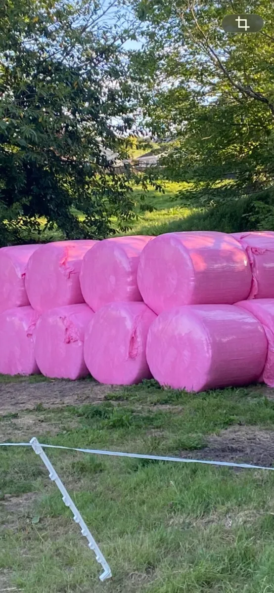 Silage bales - Image 3
