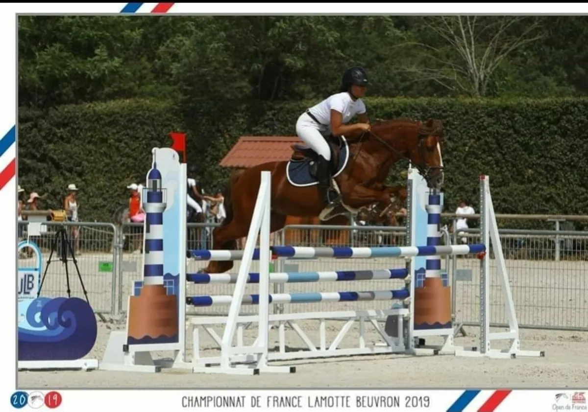 Connemara Stallions - Image 2