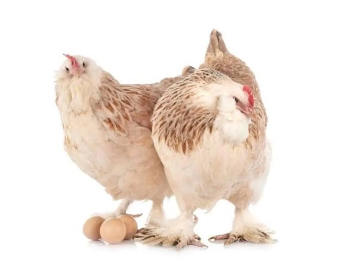 Wanted salmon faverolle hens or hatching eggs