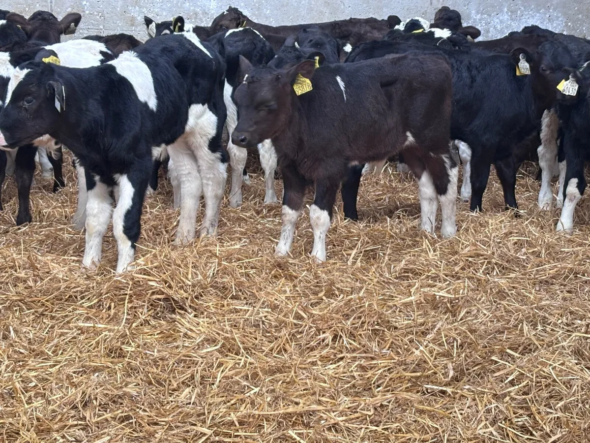 27 bull calves for sale @€170 - Image 2