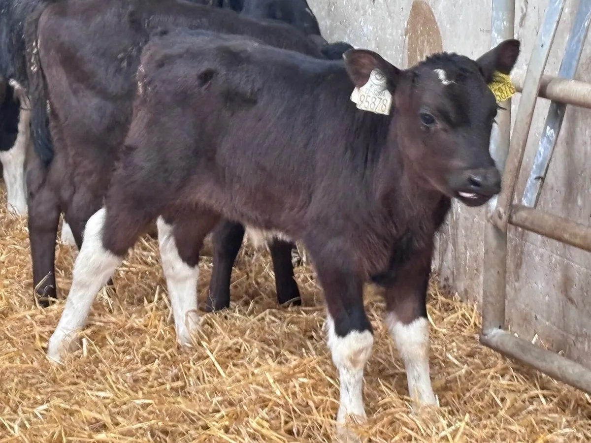 27 bull calves for sale @€170 - Image 1
