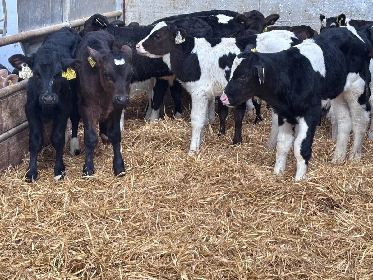 27 bull calves for sale @€170 - Image 3
