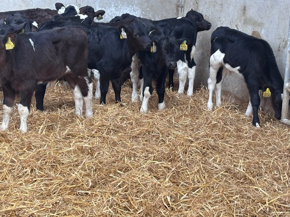 27 bull calves for sale @€170 - Image 4