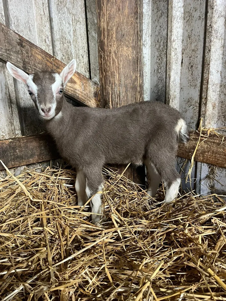 British Toggenburg male kid