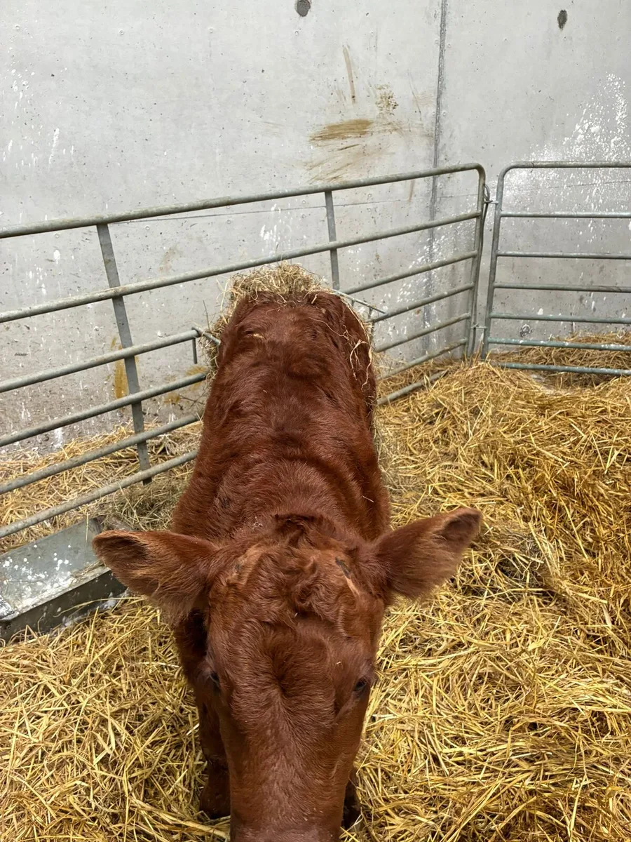 Pure bred bulls LM and AA - Image 4