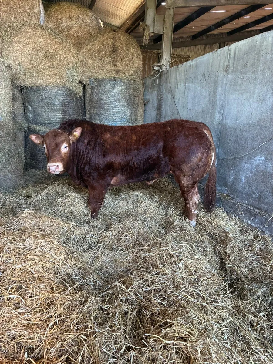 Pure bred bulls LM and AA - Image 1