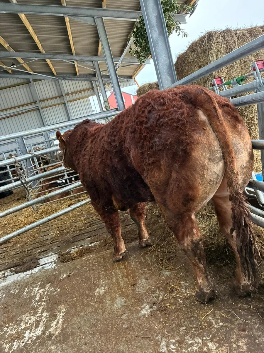 Pure bred bulls LM and AA - Image 2