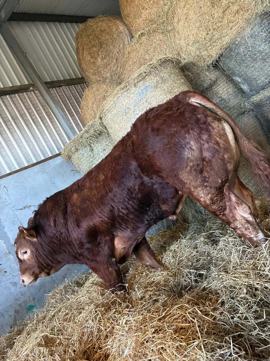 Pure bred bulls LM and AA - Image 3