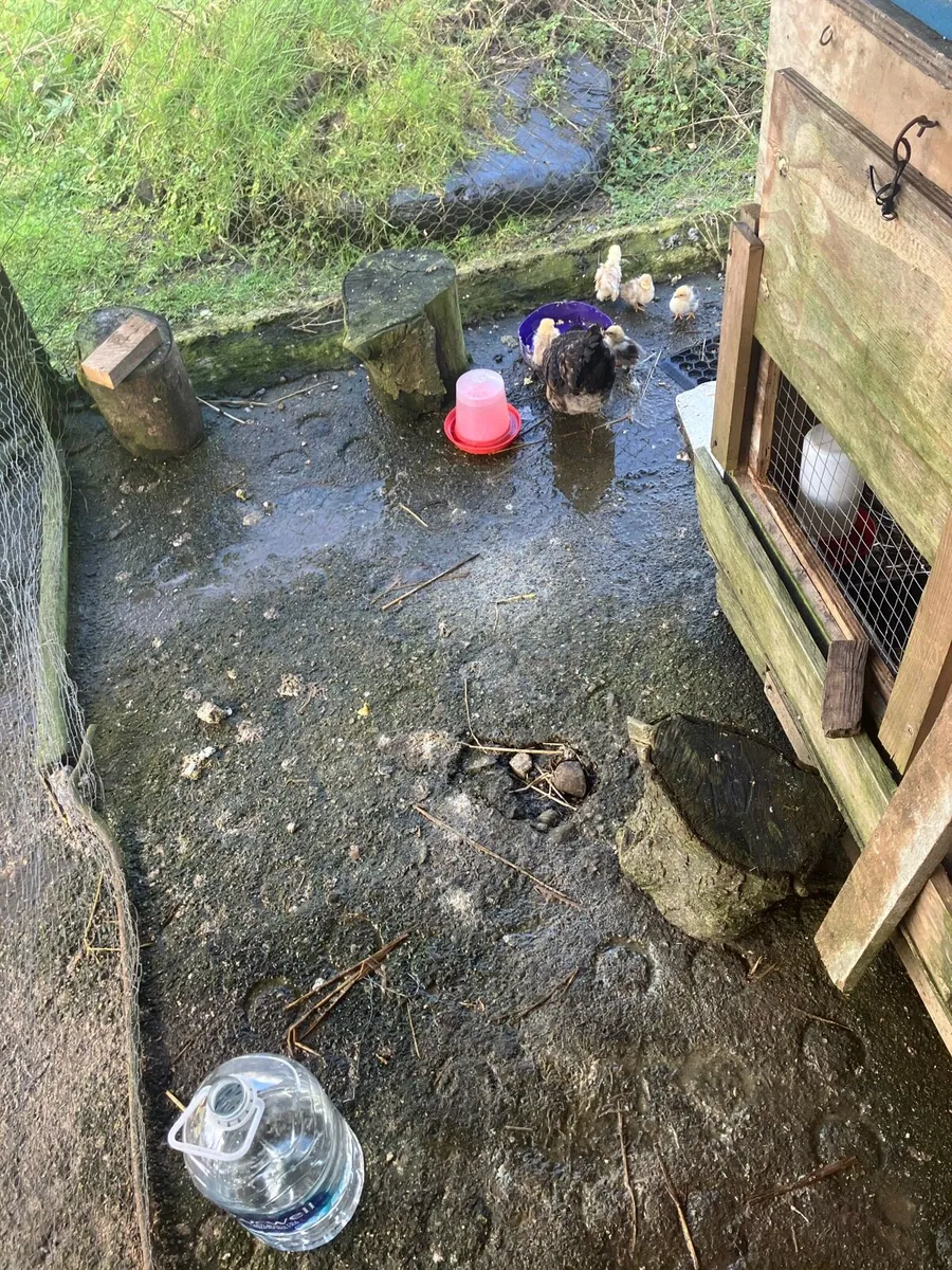 Pekin Batam hen 5 chicks - Image 1