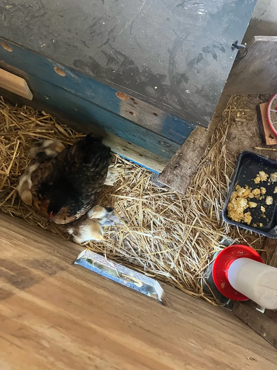 Pekin Batam hen 5 chicks - Image 2