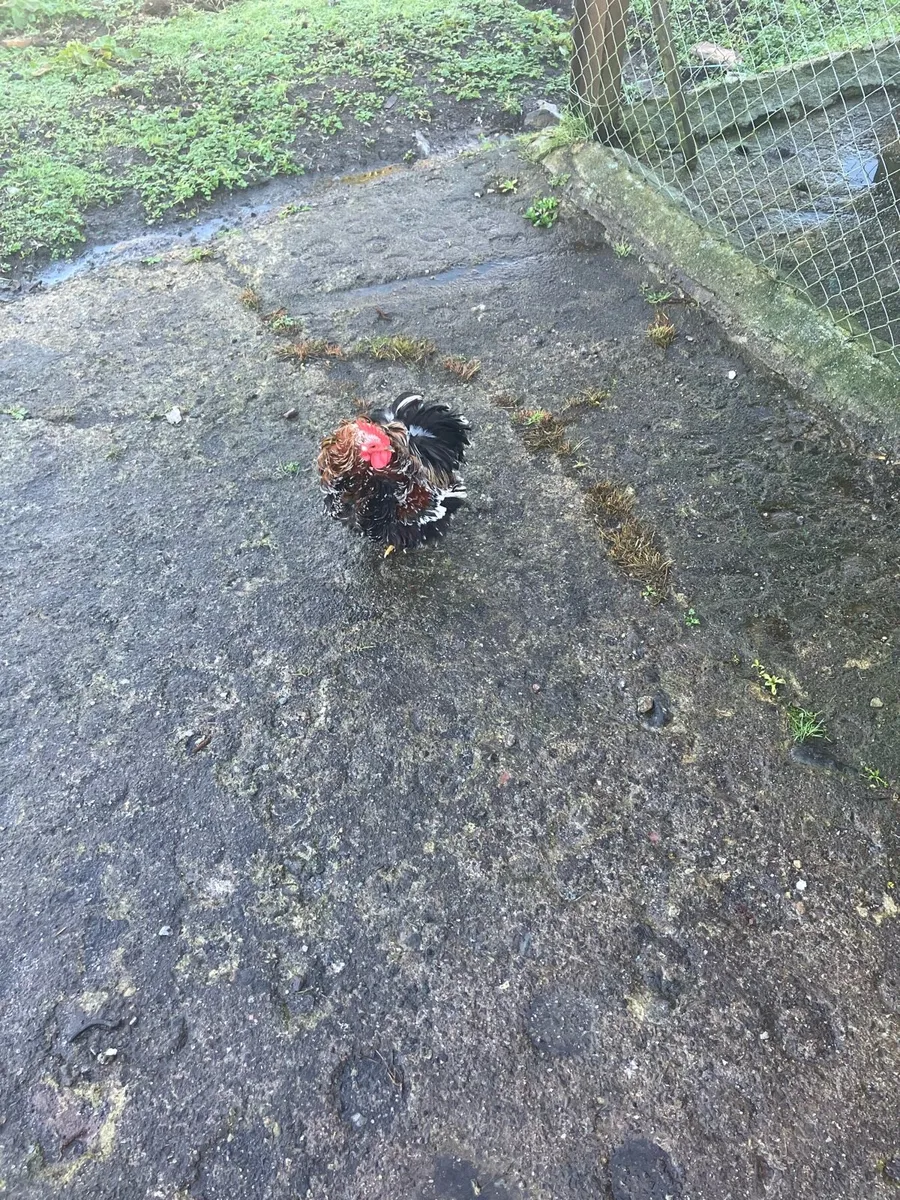 Pekin Batam hen 5 chicks - Image 3