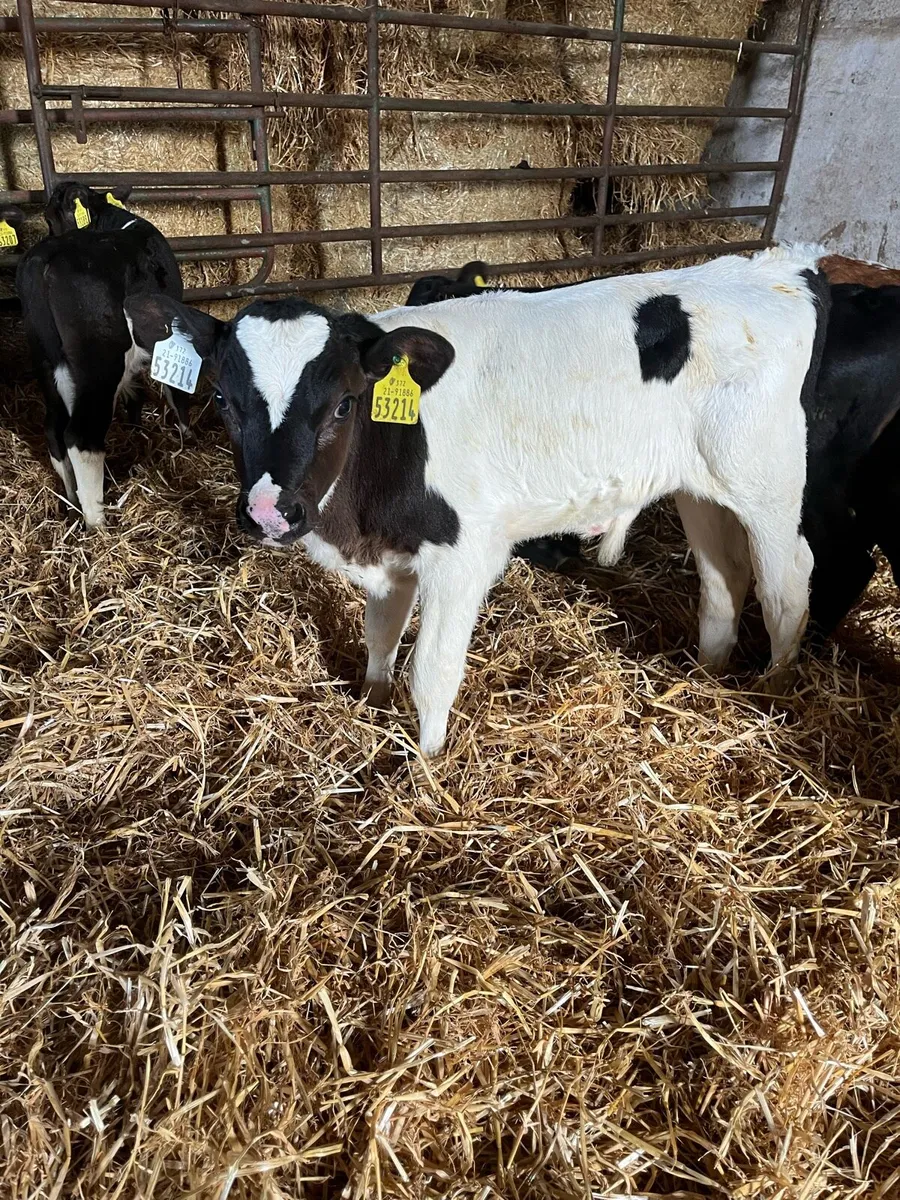 Bull calves - Image 1