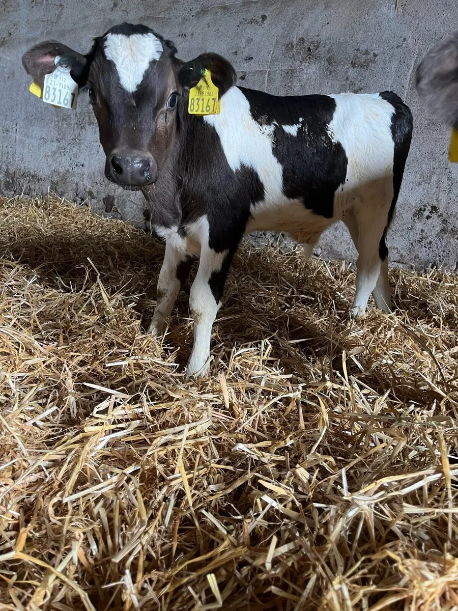 Bull calves - Image 2