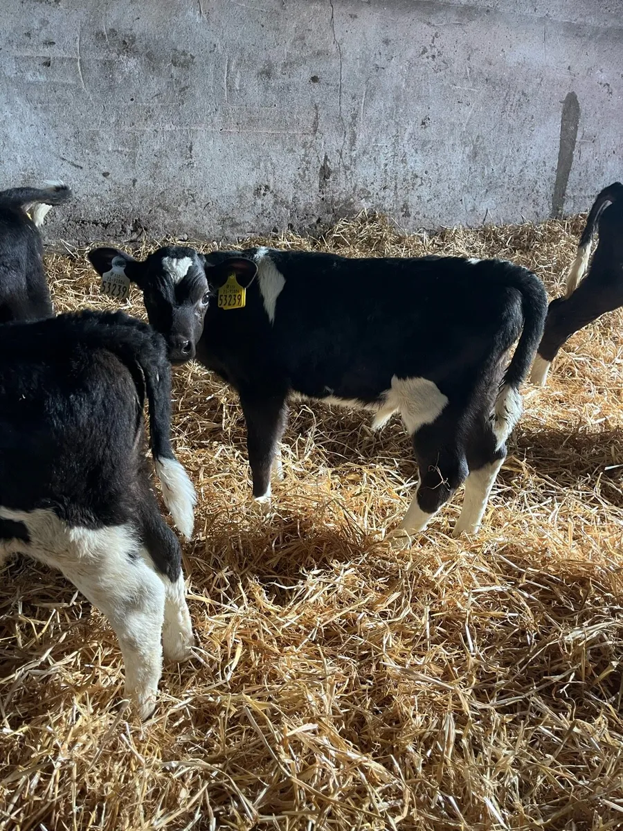 Bull calves - Image 3