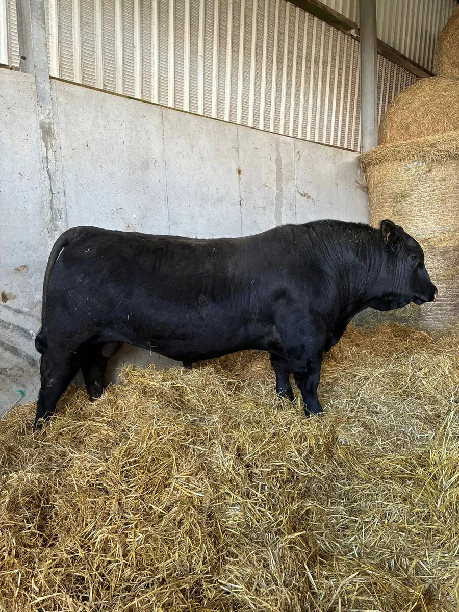 Pure bred bulls AA - Image 1