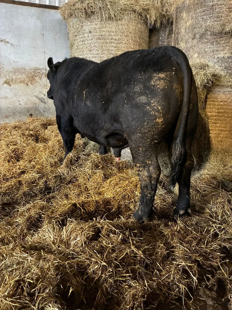 Pure bred bulls AA - Image 2