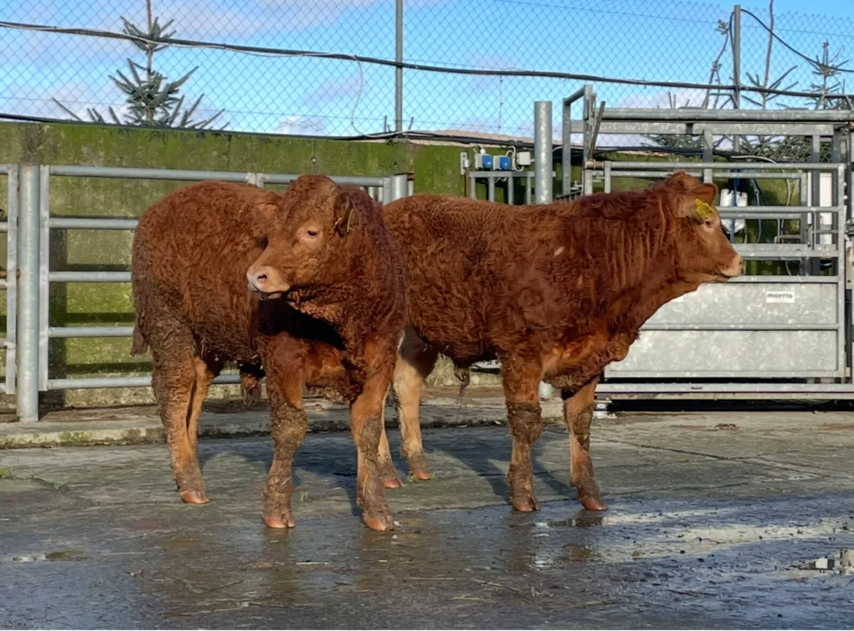 Pedigree Limousin & Simmental Bulls - Image 2