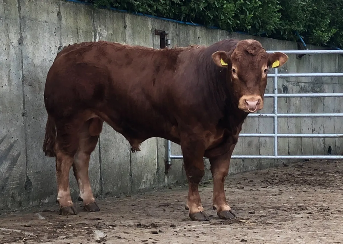 Pedigree Limousin & Simmental Bulls - Image 1