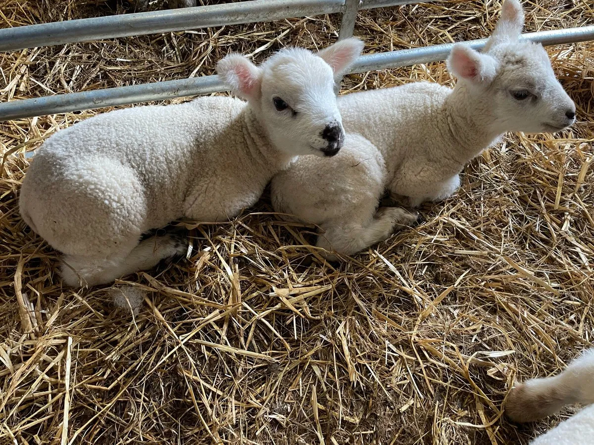 Pet Lambs - Image 1